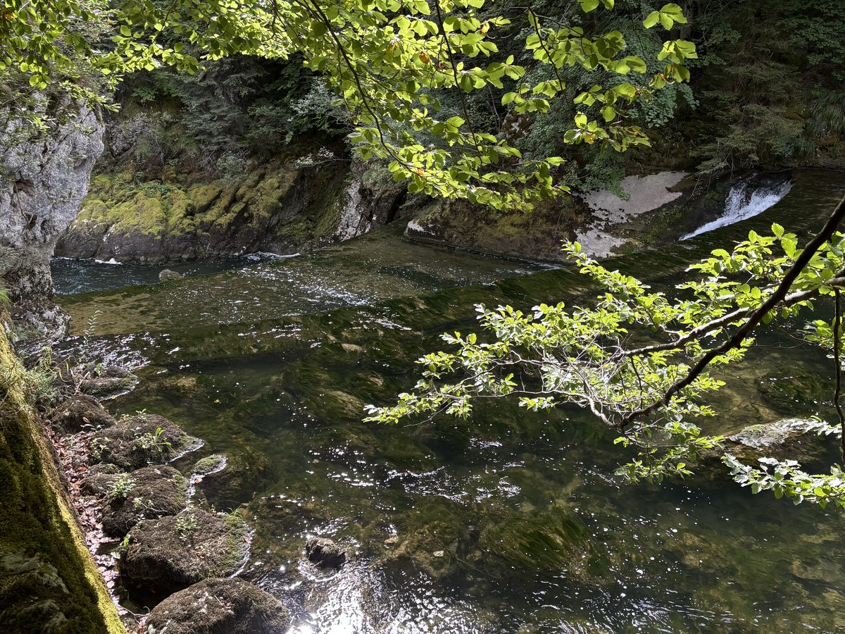 Ruisseau en sous-bois, eau claire et branches éclairées par le soleil